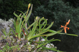 Aloe nubigena 