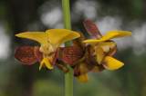 Eulophia streptopetala. Close-up.