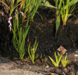 Schizochilus crenulatus.with Ledebouria cooperi