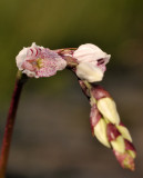 Schizochilus crenulatus. Close-up.