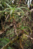 Mystacidium flanaganii growing on Aloe.