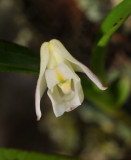 Polystachya ottoniana. close-up.