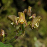Polystachya transvaalensis. Close-up.
