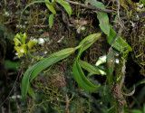 Polystachya transvaalensis