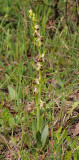 Ophrys hygrophila