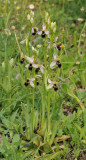 Ophrys hygrophila