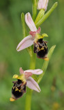 Ophrys hygrophila. Closer.