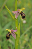 Ophrys hygrophila. Closer.