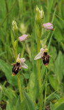 Ophrys hygrophila. Twin spikes.