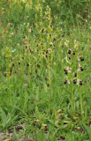 Ophrys hygrophila extravaganza.