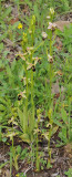 Ophrys hygrophila showing some variation.
