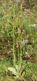 Ophrys cilicica