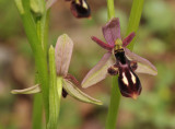 Ophrys cilicica. Closer.