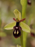 Ophrys cilicica. Close-up.