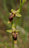 Ophrys isaura. Closer.