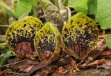 Aristolochia stenosiphon. Close-up.