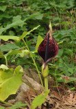 Arum dioscoridis
