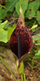 Arum dioscoridis. Close-up.