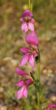 Gladiolus sp Close-up.