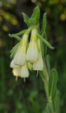 Onosma sp. Close-up.