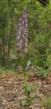 Orchis pinetorum