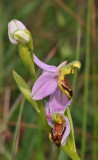 Ophrys apifera. mutant side.