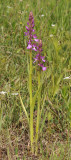 Anacamptis palustris subsp. elegans