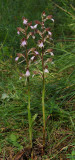 Himantoglossum comperianum