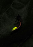 Glowworm. Mature female.