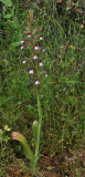 Himantoglossum comperianum