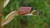 Himantoglossum comperianum. Close-up bud.