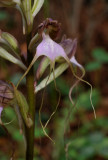 Himantoglossum comperianum. Close-up.