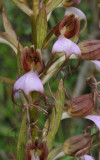 Himantoglossum comperianum. Close-up.