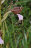 Himantoglossum comperianum. Close-up side.