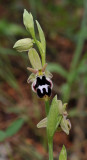Ophrys reinholdii subsp. straussii. Closer.