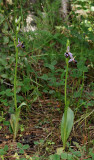 Ophrys reinholdii subsp. straussii