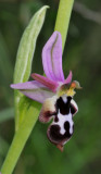 Ophrys reinholdii subsp. straussii. Close-up.