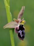 Ophrys reinholdii subsp. strausii. Close-up side.