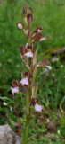 Himantoglossum comperianum. Closer.