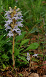 Orobanche sp.