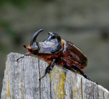 Rhinoceros beetle