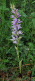 Cephalanthera kurdica