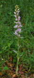 Cephalanthera kurdica