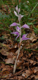 Cephalanthera kurdica. Chlorotic.
