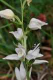 Cephalanthera kurdica. Albiflora. Closer.