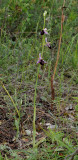 Ophrys amanensis subsp. antalyensis