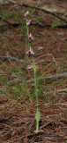 Ophrys amanensis subsp. antalyensis