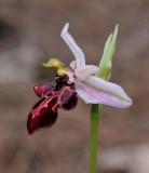 Ophrys amanensis subsp. antalyensis. Close-up.