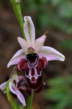 Ophrys amanensis subsp. antalyensis. Close-up.