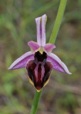 Ophrys amanensis subsp. antalyensis. Close-up.